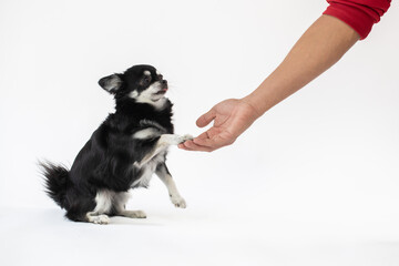 Portrait vom schwarz/weißen Chihuahua Hund, der seinen Herrchen Pfötchen gibt im Studio auf weißen Hintergrund 