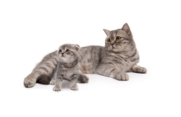 Beautiful grey Scottish Mother cat and it's cute kitten isolated on a white.