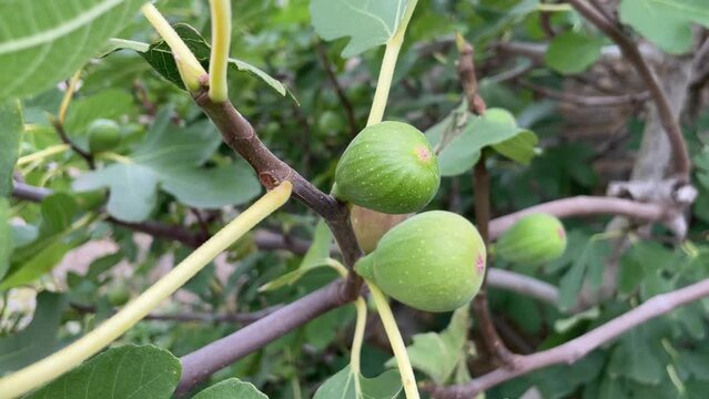 Feigen am Feigenbaum.