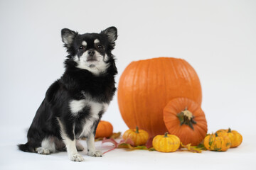Portrait vom schwarz/weißen Chihuahua Hund mit Kürbis im Studio auf weißen Hintergrund mit Platz für Text