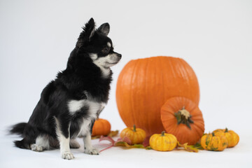 Portrait vom schwarz/weißen Chihuahua Hund im Kürbis auf weißen Hintergrund mit Platz für Text