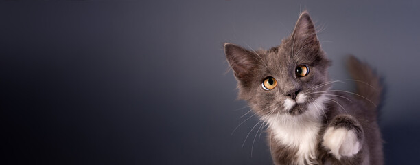 Cute Grey Kitten watching the camera gray background of Banner with copy space. - obrazy, fototapety, plakaty
