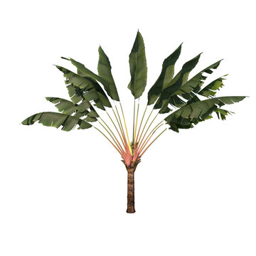 Front view of plant (Adolescent Traveller's Tree Palm 1) tree png