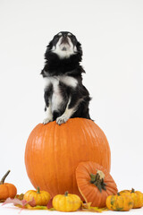 Fototapeta premium Portrait vom schwarz/weißen Chihuahua Hund im Kürbis auf weißen Hintergrund mit Platz für Text