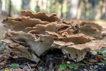mushrooms on a tree