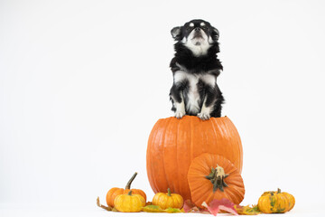 Portrait vom schwarz/weißen Chihuahua Hund im Kürbis auf weißen Hintergrund mit Platz für Text