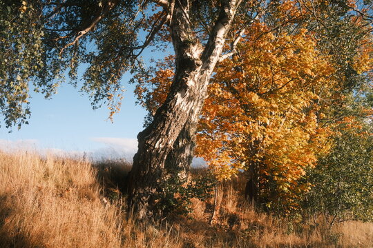Schöner goldener Oktober. Baum mit Laub. Himmel blau