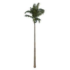 Front view of plant (Roystonea Oleracea Palm Tree 2) tree png