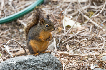 Naklejka na ściany i meble A Douglas's squirrel sitting upright on a rock in Bremerton, Washington.