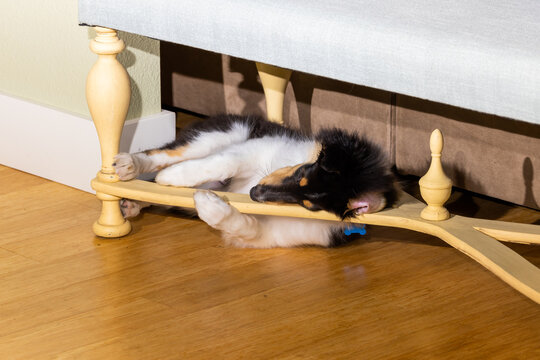 A Rough Collie Puppy Sleeping On The Rails Of A Bench. 