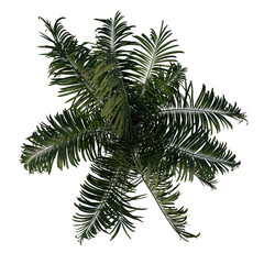 Top view of plant (Roystonea Oleracea Palm Tree 2) tree png