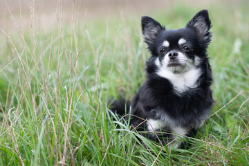 
Portrait vom schwarz/weißen Chihuahua Hund im hohen Gras