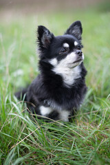 
Portrait vom schwarz/weißen Chihuahua Hund im hohen Gras