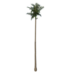 Front view of plant (Roystonea Oleracea Palm Tree 1) tree png 