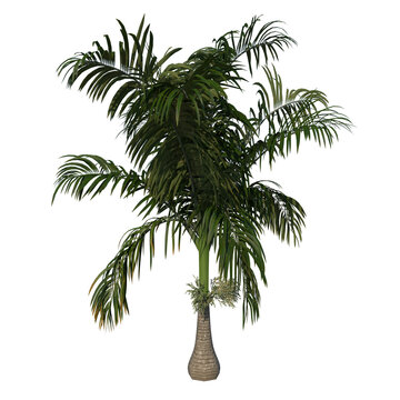 Front view of plant (Young Roystonea Oleracea Palm Tree 2) tree png