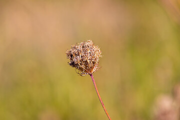 Queen Anne's Lace flower that has gone to seed.