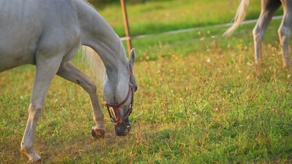 White Arabian horse grazing on green field, small foal near, closeup detail