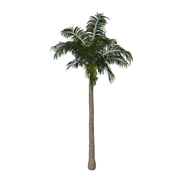 Front view of plant (Adolescent Roystonea Oleracea Palm Tree 1) tree png