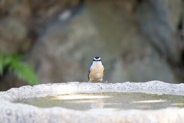 A red-breasted nuthatch perched on a granite birdbath and facing the camera. 