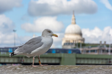 Beautiful seagull on the background of the city, blurred background