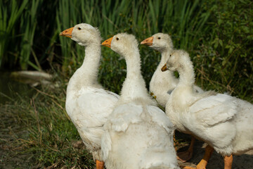 Goslings on pond. White birds. Goose farm. Rural life.