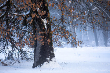 winter background, trees with frost and snow, space for copy