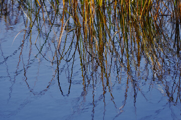 reflection of grass in water