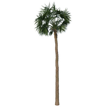 Front view of plant (Palmetto Palm Tree 1) tree png
