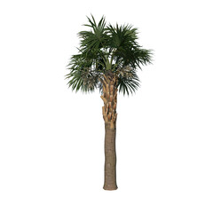 Front view of plant (Young Palmetto Palm Tree 1) tree png