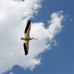 White bird with black wings in flight viewed from below