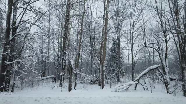 Snow covered winter forest. view with side motion