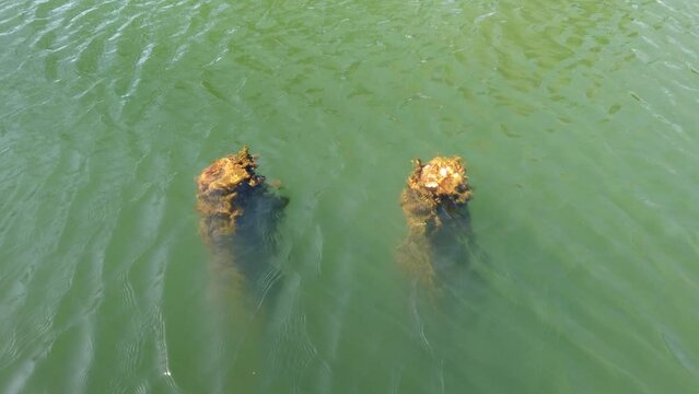 Wooden piles of broken pier in the pond water. coins lies on the snags. coin tossing tradition