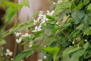 Planta de frambuesa florecida