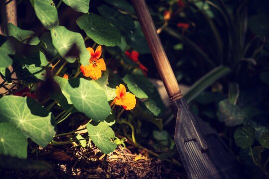 Flor capuchina naranja