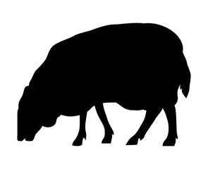 Silhouette of a sheep chewing grass, a pet