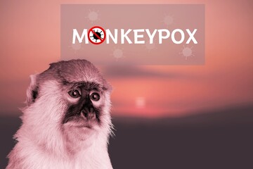 Monkeypox outbreak concept. Monkeypox is a viral zoonotic disease. Virus transmitted to humans from...