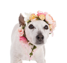 old dog jack russell dog with a flower crown