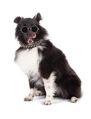 punk shetland dog with glasse