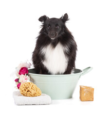 shetland dog take a bath