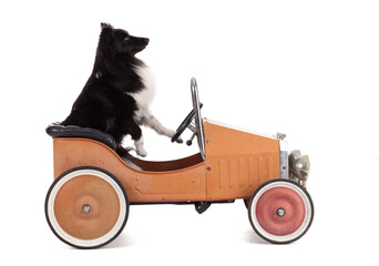 shetland dog drive into a vintage car