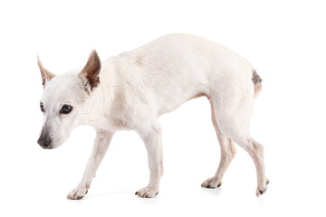 old jack russell dog