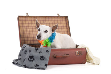 jack russell dog in a suitecase