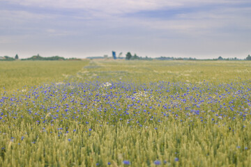 Fototapeta na wymiar field of wheat and poppies