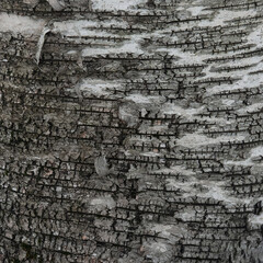 Tree bark close up detail. Rough natural birch texture.