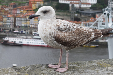 Porto seagull