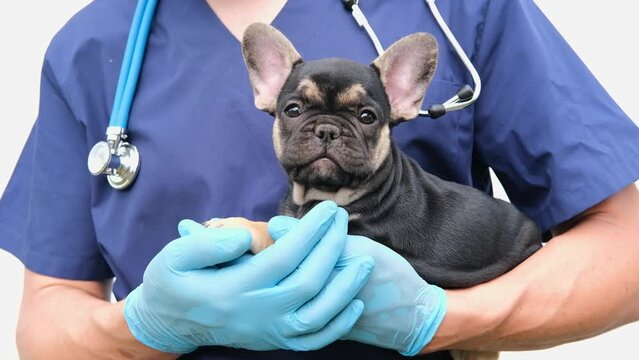 Cropped image of handsome male veterinarian doctor with stethoscope holding cute funny French bulldog puppy in arms in veterinary clinic on white background. 4K with copy space