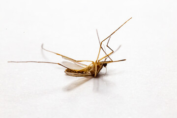 Dead mosquito isolated on white background and macro photo. 