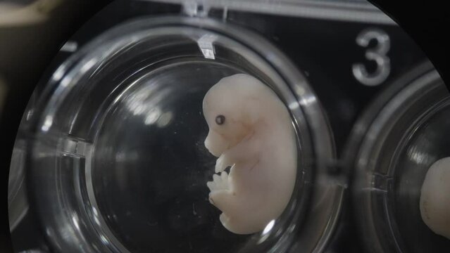 Mouse foetus under microscope 