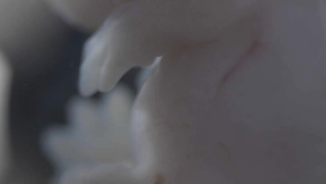 Zoom of mouse sample under microscope