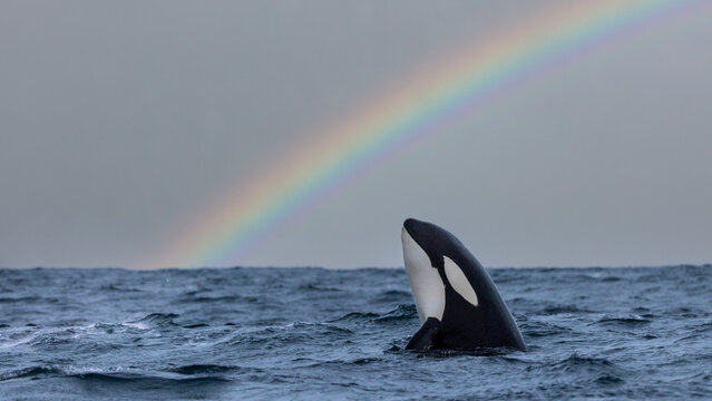 A Killer Whale With A Rainbow In The Background